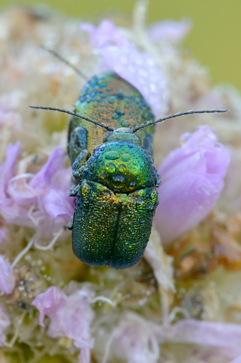 Cryptocephalus da identificare....Cryptocephalus sp.