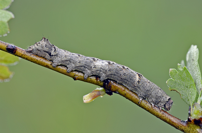 Bruco da identificare - Allophyes oxyacanthae, Noctuidae