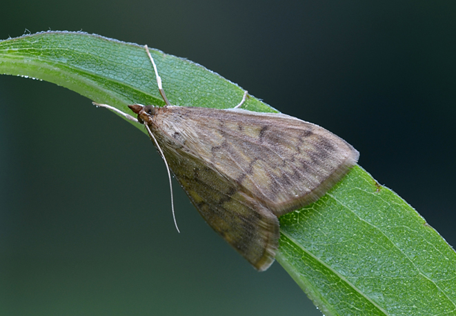 Falena da identificare - Ostrinia nubilalis, Crambidae