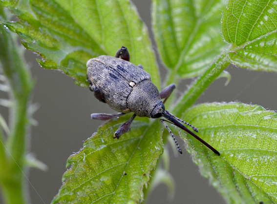 Curculionidae: Curculio nucum, femmina