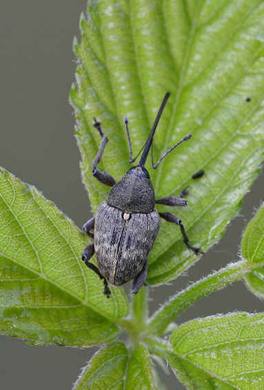 Curculionidae: Curculio nucum, femmina