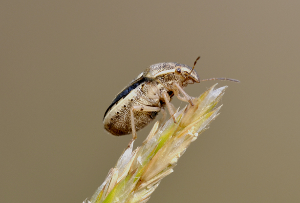 Pentatomidae: Neottiglossa leporina