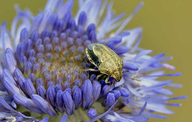 Pentatomidae: Neottiglossa leporina