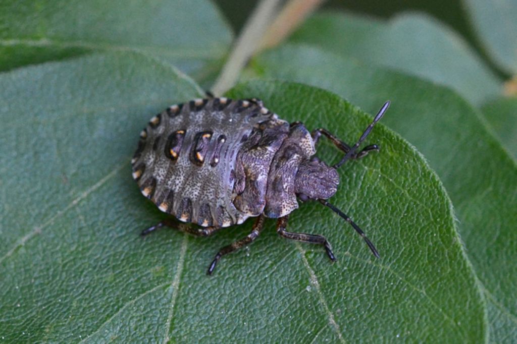 ninfa di Pentatoma rufipes