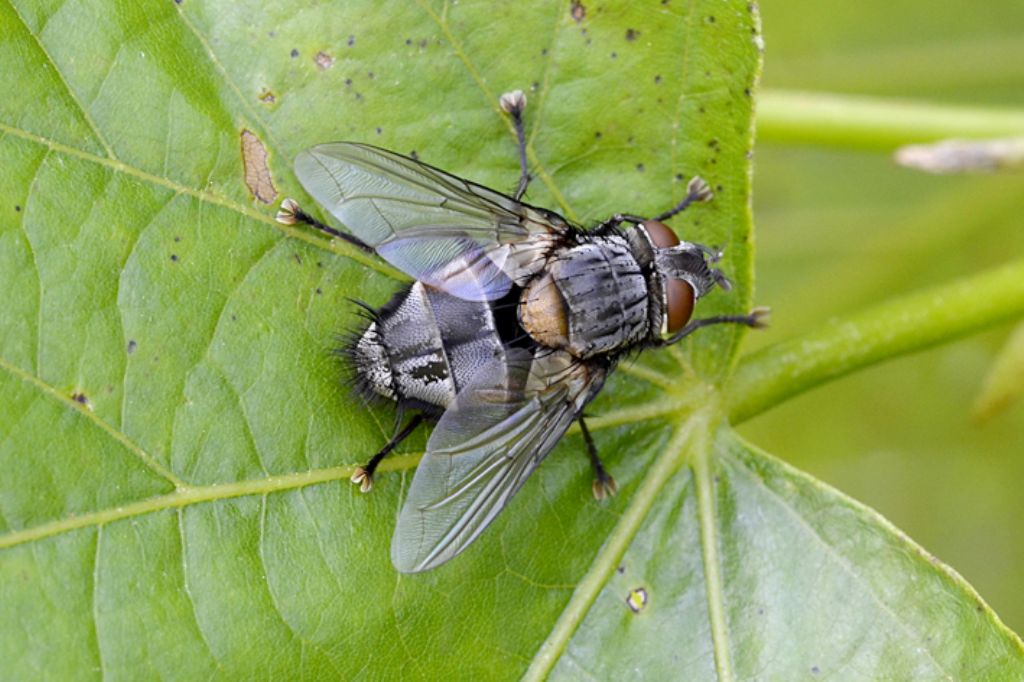 Mosca da identificare