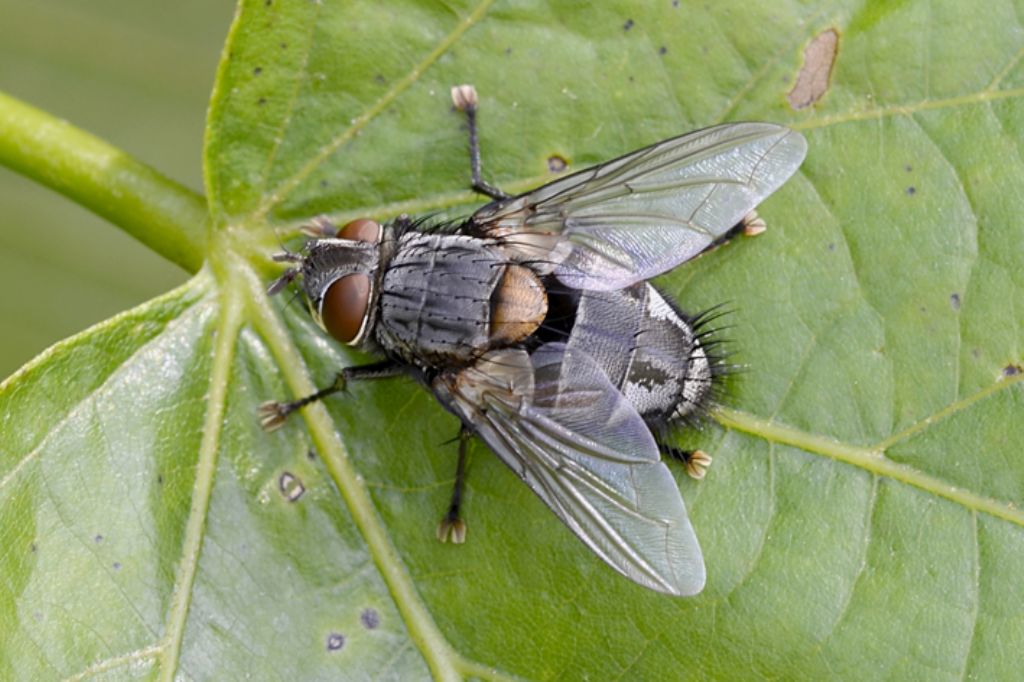 Mosca da identificare