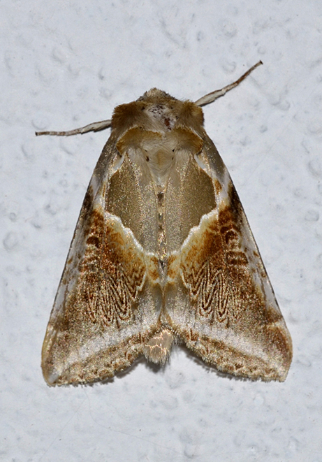 Falena ....... ID ?  Habrosyne pyritoides, Drepanidae