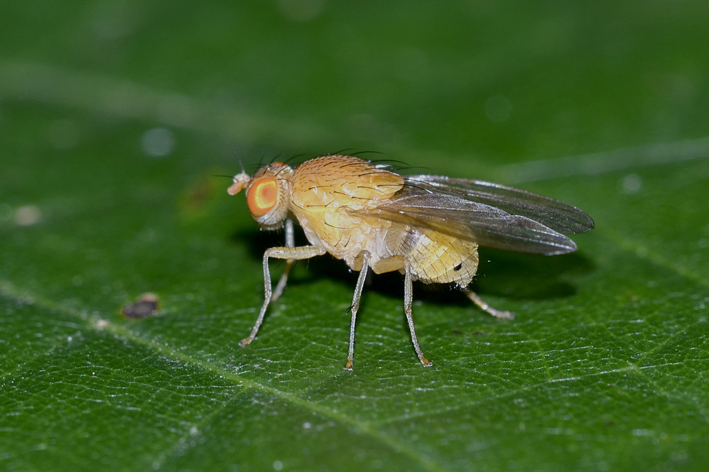 Altra moschina da identificare: Sapromyza sp. (Lauxaniidae)