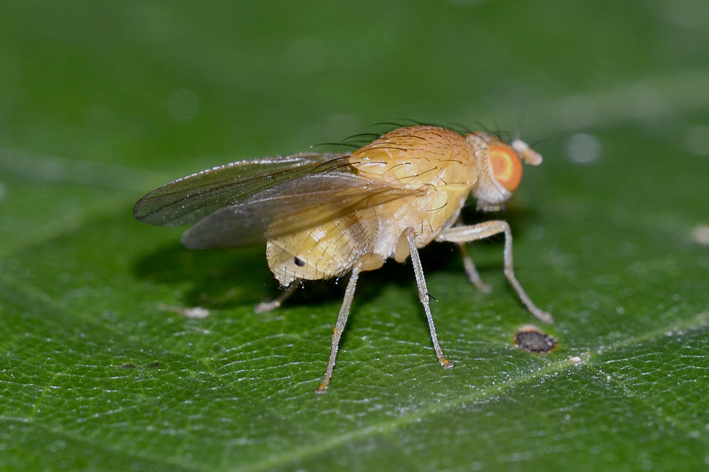 Altra moschina da identificare: Sapromyza sp. (Lauxaniidae)