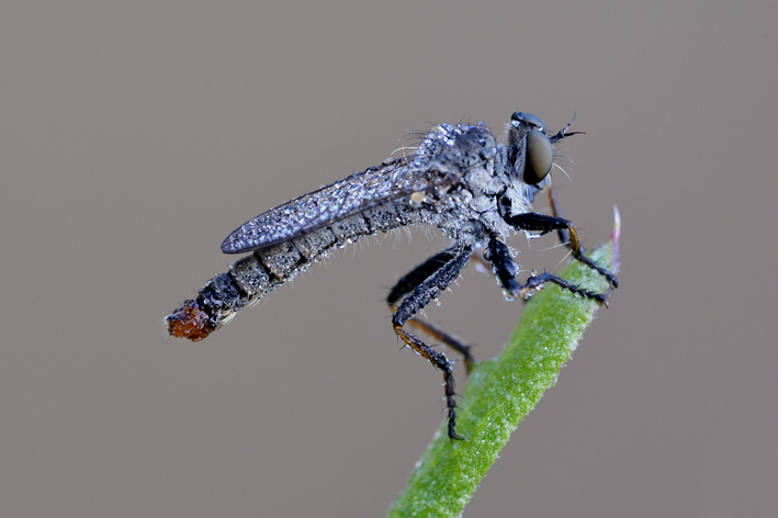 Piccolo asilidae da identificare