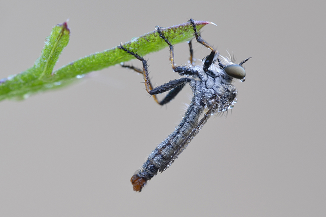 Piccolo asilidae da identificare