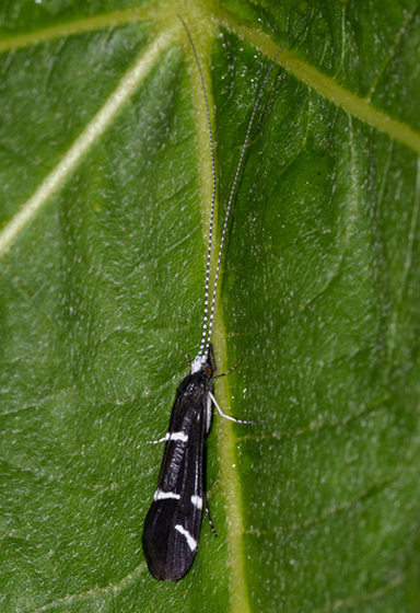 Leptoceridae:  Athripsodes cfr. albifrons
