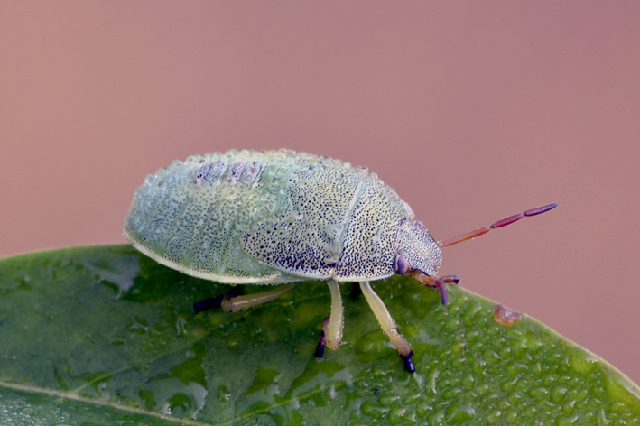 Pentatomidae: ninfa di Piezodorus lituratus