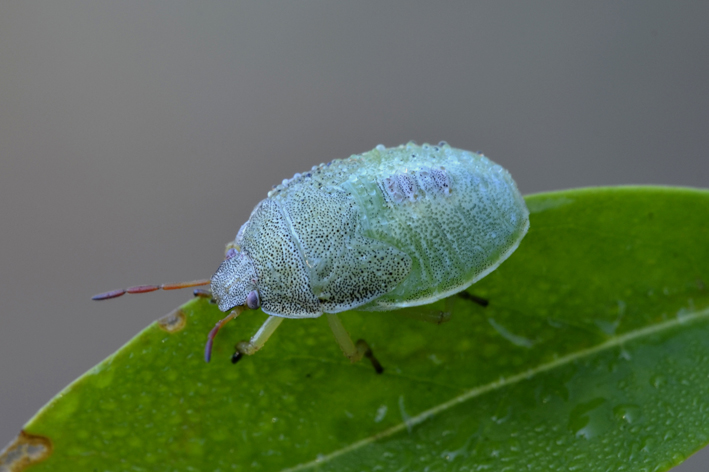 Pentatomidae: ninfa di Piezodorus lituratus