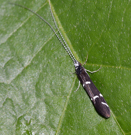 Leptoceridae:  Athripsodes cfr. albifrons