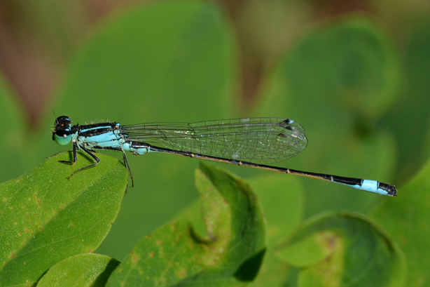 Ischnura elegans, maschio