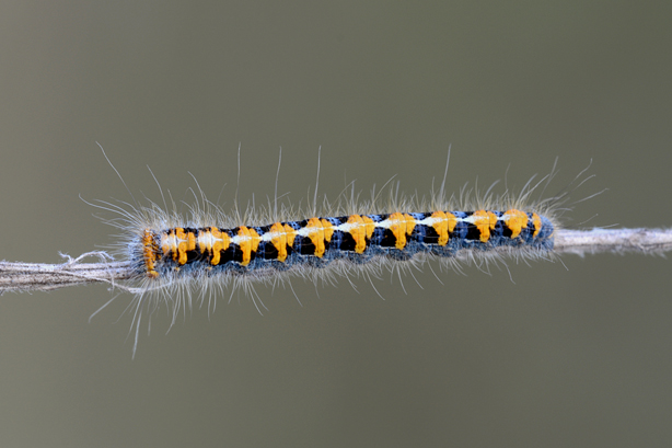 Bruco in cerca di ID - Lasiocampa (Lasiocampa) quercus, Lasiocampidae