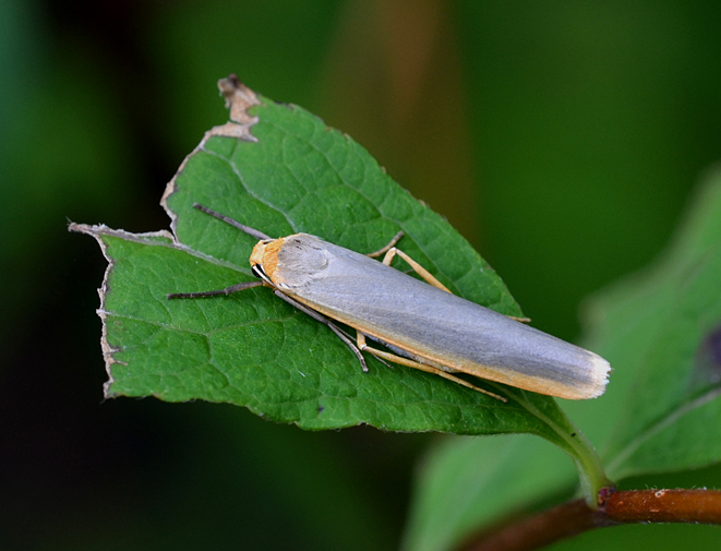 Farfallina da determinare - Eilema complana, Erebidae