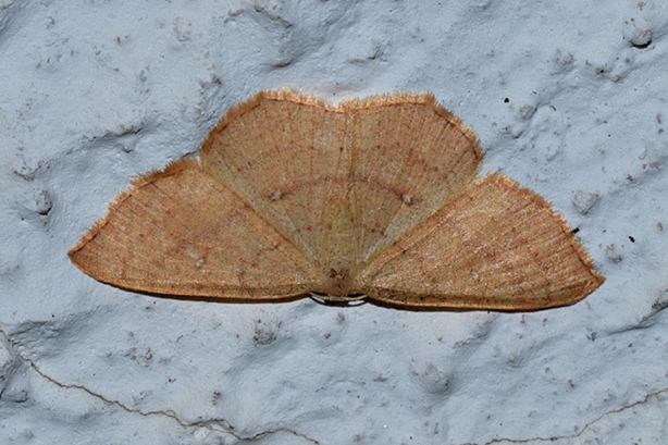 Falena in cerca di ID