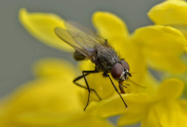 Muscoidea maschio da identificare