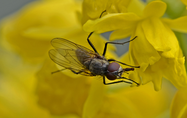 Muscoidea maschio da identificare