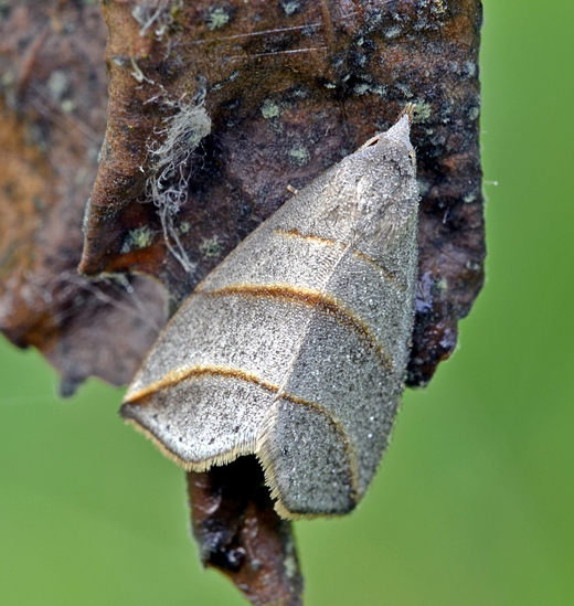 Farfalla da identificare - Colobochyla salicalis, Erebidae