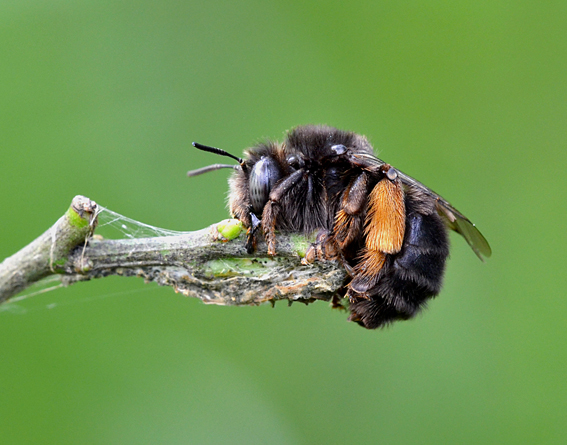 Apidae Anthophorinae:  cfr. Anthophora sp.