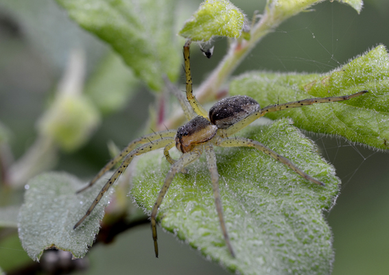 Dolomedes sp.  - Vigevano (PV)