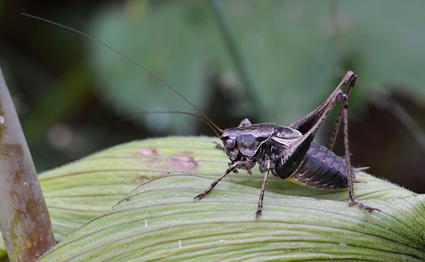 Tephritidae: Pholidoptera griseoaptera, maschio