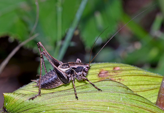 Tephritidae: Pholidoptera griseoaptera, maschio