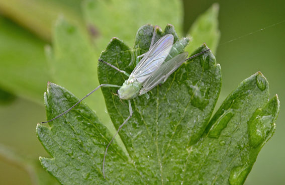 Che cos''è ??  Chironomidae, femmina