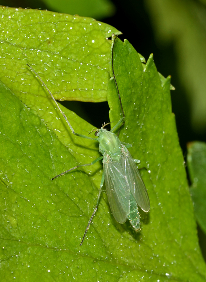 Che cos''è ??  Chironomidae, femmina