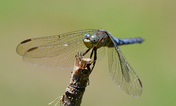 Orthetrum coerulescens, femmina