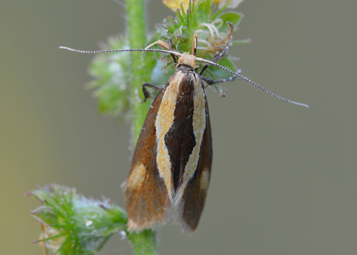 Farfalla da determinare - Harpella forficella, Oecophoridae