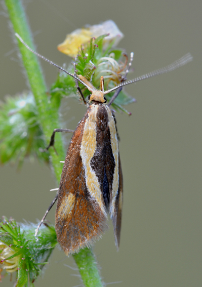 Farfalla da determinare - Harpella forficella, Oecophoridae