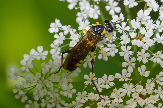 Macrophya montana ???