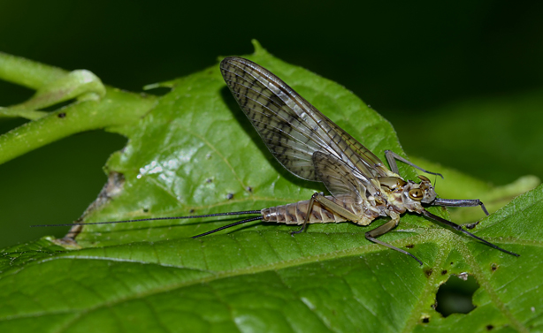 Heptageniidae: Ecdyonurus sp., femmina subimago