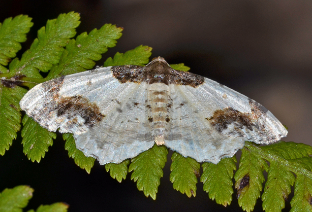 Farfalla in cerca di ID - Abraxas (Ligdia) adustata, Geometridae