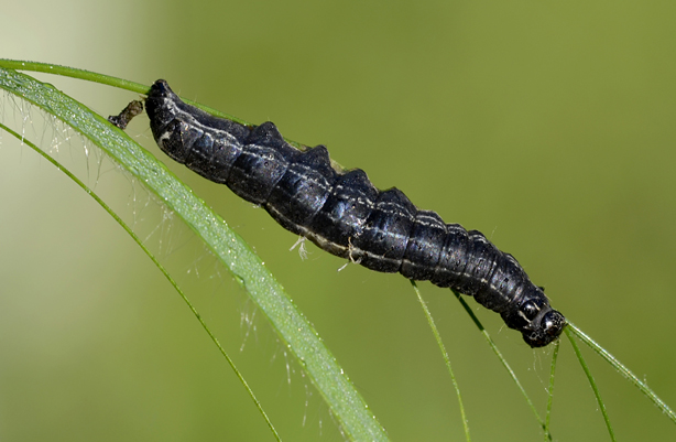 Che bruco  ?? Orthosia (Monima) cruda, Noctuidae