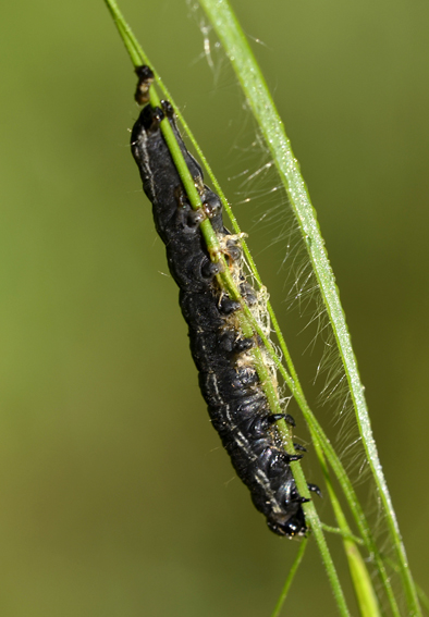 Che bruco  ?? Orthosia (Monima) cruda, Noctuidae