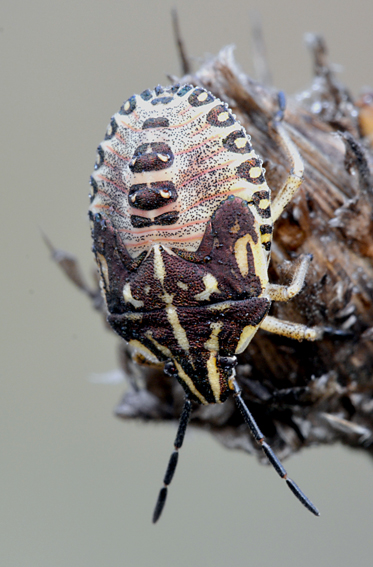 Ninfa di ...Graphosoma italicum ?  No, di Carpocoris sp.