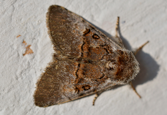 Farfalla da identificare - Colocasia coryli, Noctuidae