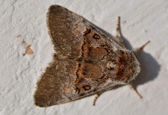 Farfalla da identificare - Colocasia coryli, Noctuidae