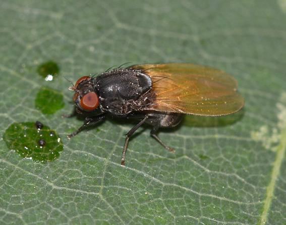 Minettia (Frendelia) longipennis (Lauxaniidae)