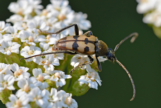 Cerambycidae: Judolia cerambyciformis
