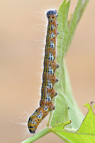 Bruco cerca ID .......