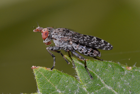 Moschina bianco/nera: Dyctia umbrarum (Sciomyzidae).