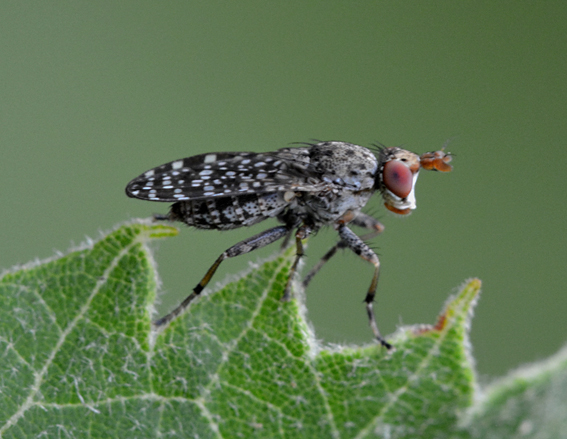 Moschina bianco/nera: Dyctia umbrarum (Sciomyzidae).