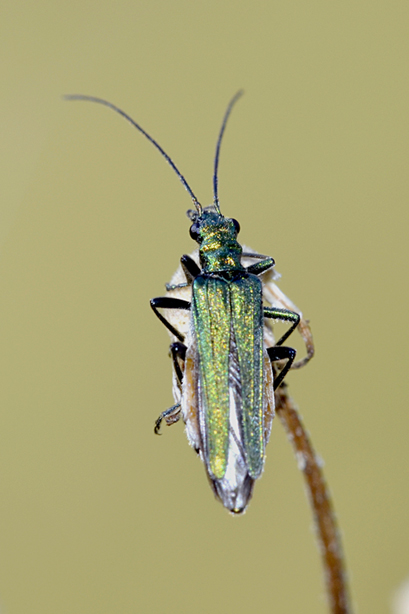Quale Oedemera ?? Nobilis ?? S, femmina.