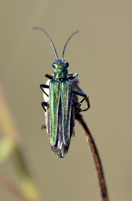 Quale Oedemera ?? Nobilis ?? S, femmina.